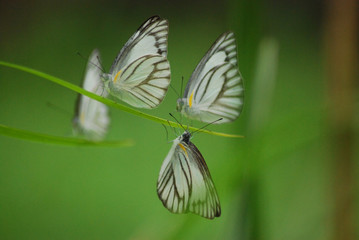 White butterfly