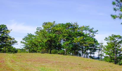 Landscape with pine forests in Dalat, Vietnam