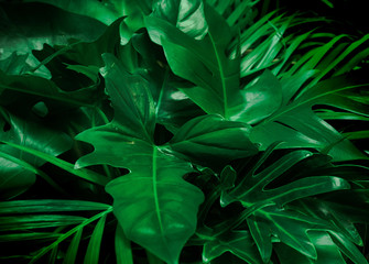 Naklejka na ściany i meble Green background concept.Tropical palm leaves, jungle leaf close up