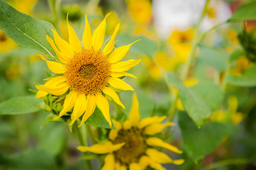 sunflower in organic farm