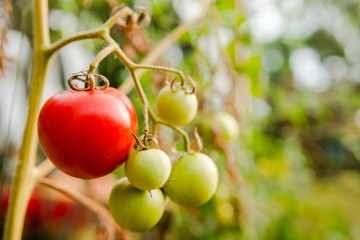 tomato plant in organic farm