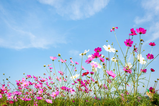 Cosmos flowers with the blue sky background