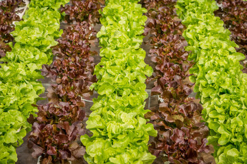 Hydroponics vegetable in farm