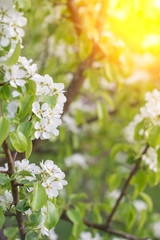 Beautiful apple tree branch with sun