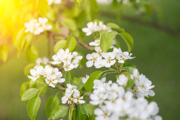 Beautiful apple tree branch with sun