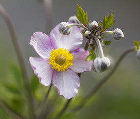 Lilac Japanese anemone with buds in the garden