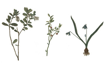 Nice flowers. Collection of flowers on a white background.