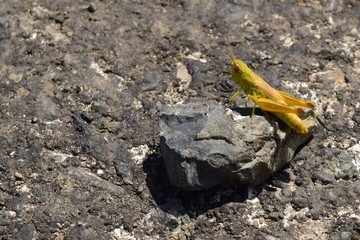 Yellow and green grasshopper seating on black stone on road