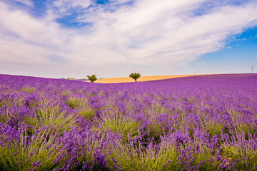 Obraz premium Lavender groves.