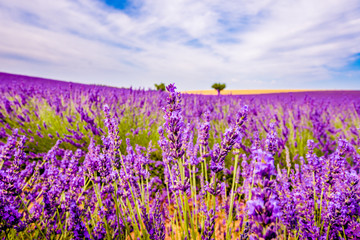 Naklejka premium Lavender with landscape in the background.