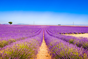 Naklejka na ściany i meble Landscape with lavender.