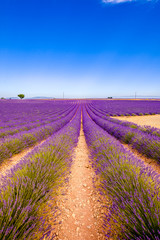 A road full of lavender.