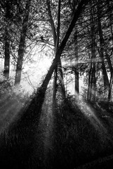 Powerful sunrays cutting through some trees, crossed in a X shape