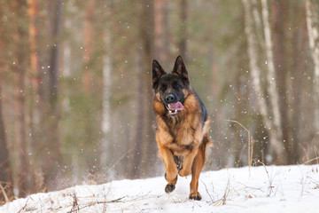 German Shepherd dog in a winter forest against a background of falling snow