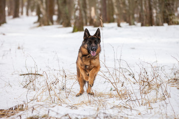 Portrait of a front running dog of the German shepherd breed