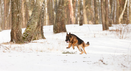 German Shepherd Dog runs in forest