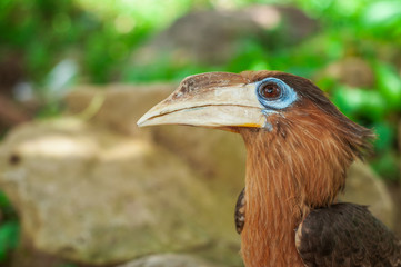 Hornbill bird.