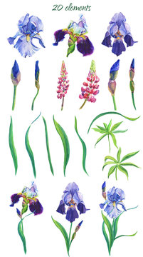 Blue,violet irises.Pink lupine.Watercolor flowers and leaves on a white background.IFloral set.Design element for scrapbooking,Invitations,greeting card,books,journals, decoupage,weddings, birthdays.