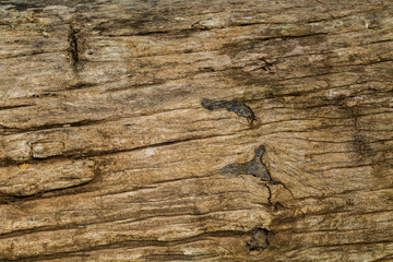 Surface of wood background.