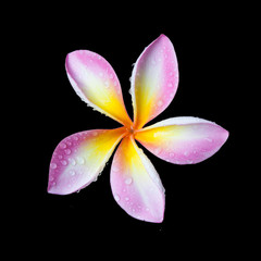 Fototapeta na wymiar Plumeria flower on a black background