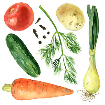 Set of vegetables, watercolor sketch. Carrots, cucumber, onion, tomato, potatoes, dill, spices