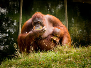 Naklejka premium Monkeys in the zoo