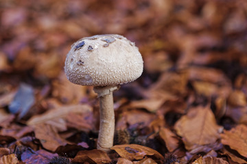 Pilz im Herbstlaub