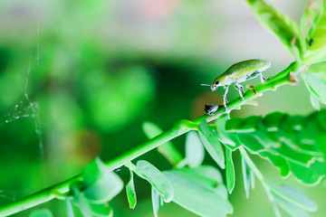Insect