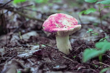 Mushroom with a red hat grows in the forest. Russule.