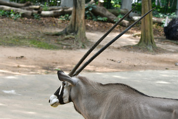 Horn Of Gemsbok antelope