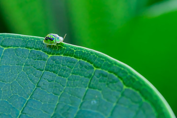 Ladybug