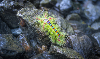 Stinging slug caterpillar. Nature at its best