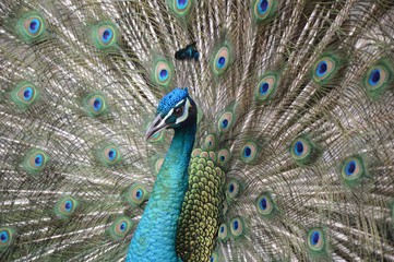 Peacock - 164130068