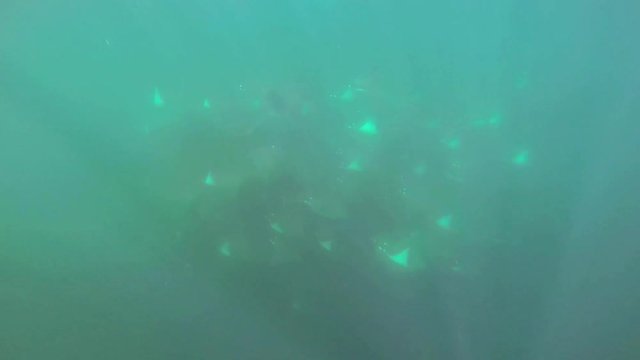 Unique Full HD underwater footage of an extremely large school of Mobula Rays near Baja California, Mexico