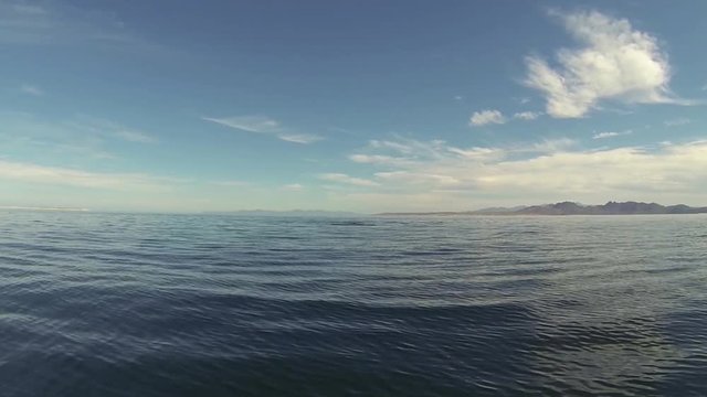 Beautiful full HD footage of Mobula rays jumping out of the water near Baja California, Mexico