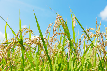 青空の下の稲