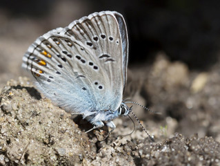 Голубая бабочка