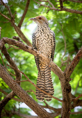 Australian Cuckoo