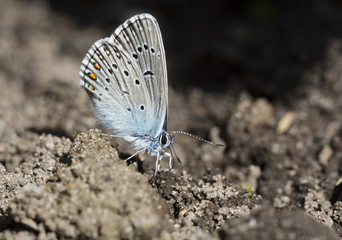 Голубая бабочка