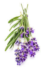 Naklejka premium lawendowo