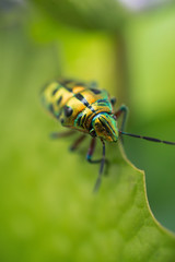Green insects at close range