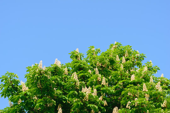 chestnut tree blooming full with fresh flowers against clear blue sky background