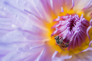 Purple lotus and bee sucking nectar