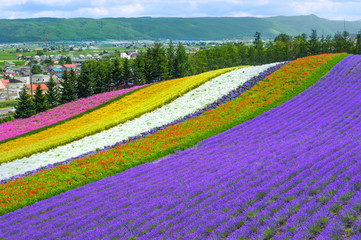 lavender and flower fields in the garden ,furano in Japan on summer time