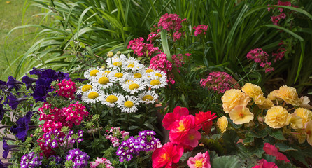 Fototapeta na wymiar bunter Sommerblumenmix im Garten