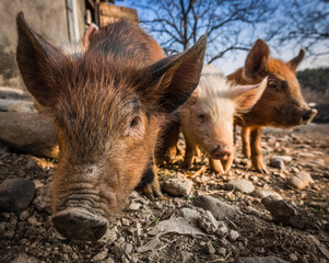 Three pigs in the barnyard