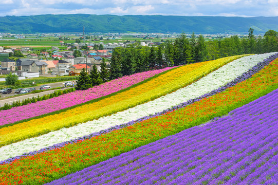 Fototapeta lavender fields in the garden ,furano in Japan on summer time