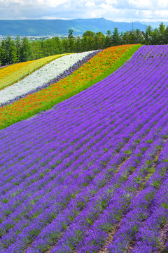 Fototapeta lavender and flower fields in the garden ,furano in Japan on summer time