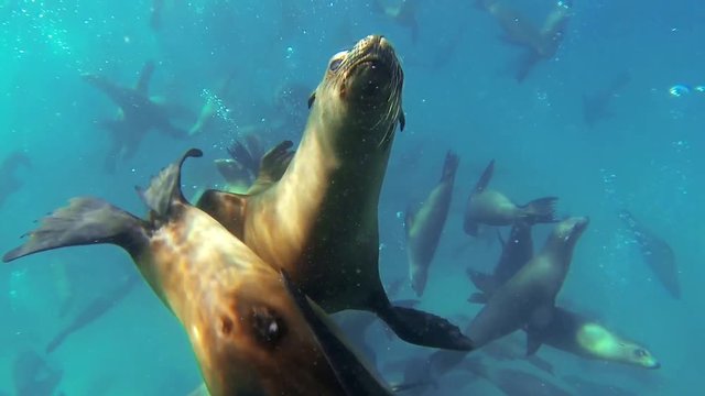 Large pod of California sea lions (Zalophus californianus) filmed underwater at Baja California in Mexico