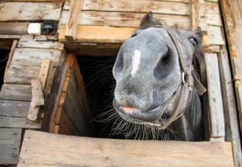 Hairy muzzle of a horse looking at the camera
